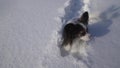 Papillon dog courageously makes his way through the snow in winter park slow motion stock footage video