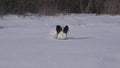 Papillon dog courageously makes his way through the snow in winter park slow motion stock footage video