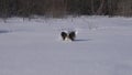 Papillon dog courageously makes his way through the snow in winter park slow motion stock footage video