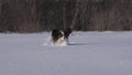 Papillon dog courageously makes his way through the snow in winter park slow motion stock footage video