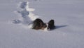 Papillon dog courageously makes his way through the snow in winter park slow motion stock footage video