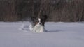 Papillon dog courageously makes his way through the snow in winter park slow motion stock footage video