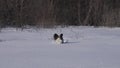 Papillon dog courageously makes his way through the snow in winter park slow motion stock footage video