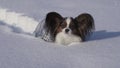 Papillon dog courageously makes his way through the snow in winter park stock footage video