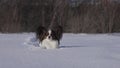 Papillon dog courageously makes his way through the snow in winter park stock footage video