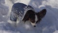 Papillon dog courageously makes his way through the snow in winter park stock footage video