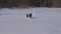 Papillon dog courageously makes his way through the snow in winter park stock footage video