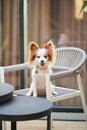 Papillon dog. A cute dog is sitting on a wooden white chair. A pure breed dog of Continental Toy Spaniel Papillon.  Short hair for Royalty Free Stock Photo