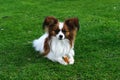 Papillon dog with denta stix Royalty Free Stock Photo