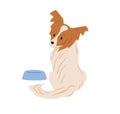 Papillon dog with hairy butterfly-like ears. Continental toy spaniel sitting near feeder and asking for food. Purebred