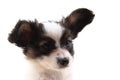 papillon dog head isolated Royalty Free Stock Photo