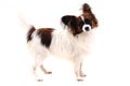 papillon dog isolated Royalty Free Stock Photo