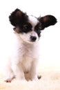 papillon dog isolated Royalty Free Stock Photo