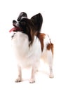 papillon dog isolated Royalty Free Stock Photo