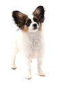 papillon dog isolated Royalty Free Stock Photo