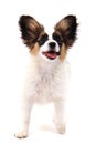 papillon dog isolated Royalty Free Stock Photo