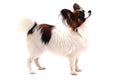 papillon dog isolated Royalty Free Stock Photo