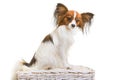 Papillon dog on isolated white Royalty Free Stock Photo