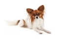 Papillon Dog Laying Royalty Free Stock Photo
