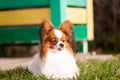 Papillon dog looking at something, with pulled out tongue