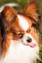 Papillon dog looking at something, with pulled out tongue