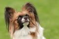 Papillon dog portrait Royalty Free Stock Photo