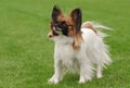 Papillon dog portrait Royalty Free Stock Photo