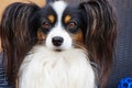 papillon dog portrait Royalty Free Stock Photo