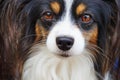 papillon dog portrait Royalty Free Stock Photo