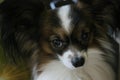 Papillon dog portrait, expressive brown eyes look