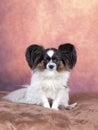 Papillon dog portrait. Royalty Free Stock Photo