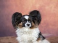 Papillon dog portrait. Royalty Free Stock Photo