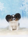 Papillon dog portrait. Royalty Free Stock Photo