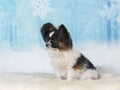 Papillon dog portrait. Royalty Free Stock Photo