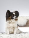 Papillon dog portrait. Royalty Free Stock Photo