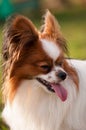 Papillon dog with pulled out tongue