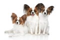 Papillon dog puppies Royalty Free Stock Photo