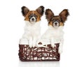 Papillon dog puppies in basket Royalty Free Stock Photo