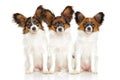 Papillon dog puppies Royalty Free Stock Photo