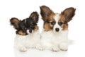 Papillon dog puppies on white background. Royalty Free Stock Photo