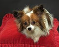 Papillon dog resting on red cushion Royalty Free Stock Photo