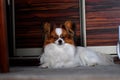 Adult papillon dog laying on the carpet indoors Royalty Free Stock Photo