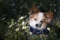 Papillon dog is a small intelligent toy dog spaniel breed known for the long hair on their ears or butterfly ears