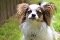 Papillon dog smiling at the camera looking cute Royalty Free Stock Photo