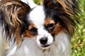 Papillon dog smiling at the camera looking cute