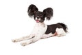 Papillon Dog Smiling Royalty Free Stock Photo