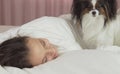 Papillon dog wakes teen girl in the bed Royalty Free Stock Photo