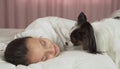 Papillon dog wakes teen girl in the bed Royalty Free Stock Photo