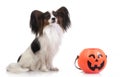 Papillon with halloween pumpkin Royalty Free Stock Photo