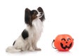 Papillon with halloween pumpkin Royalty Free Stock Photo